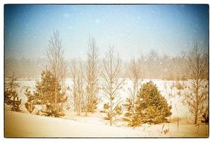 frusen vinterskog med snötäckta träd. foto