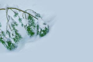 frusen vinterskog med snötäckta träd. foto