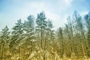 frusen vinterskog med snötäckta träd. foto