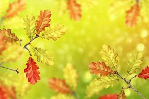 höstlandskap med ljusa färgglada löv. foto