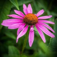 lila konblomma, echinacea purpurea foto