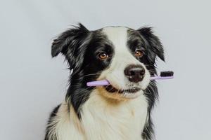 söt smart rolig hundvalp border collie håller tandborste i munnen isolerad på vit bakgrund. munhygien hos husdjur. veterinärmedicin, hund tänder hälso-och sjukvård banner. foto