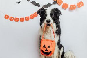 trick or treat koncept. rolig hundvalp border collie håller jack o lantern pumpakorg för godis i munnen på vit bakgrund med halloween kransdekorationer. förberedelse för halloweenfest. foto