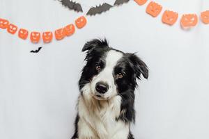 trick or treat koncept. rolig hundvalp border collie på vit bakgrund med halloween girlander dekorationer. förberedelse för halloweenfest. foto