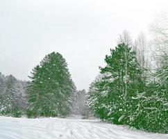 frusen vinterskog med snötäckta träd. foto