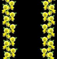 höst vackra färgglada krysantemum blommor isolerad på svart bakgrund foto