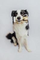söt valp hund border collie håller guld mästare trofé kopp i munnen isolerad på vit bakgrund. vinnare champion rolig hund. seger första tävlingsplatsen. vinnande eller framgångskoncept. foto