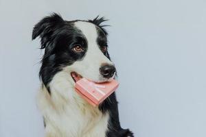 hundvalp border collie håller rosa presentask i munnen isolerad på vit bakgrund. jul nyår födelsedag alla hjärtans firande nuvarande koncept. husdjurshund på semesterdagen ger gåva. Jag är ledsen. foto