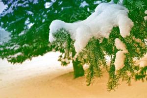 frusen vinterskog med snötäckta träd. foto