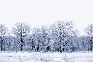 frusen vinterskog med snötäckta träd. foto