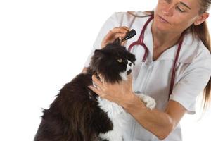 veterinärklinik med en kattunge