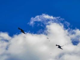 fregat fåglar flock flyga blå himmel bakgrund contoy island mexico. foto