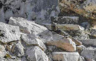 leguan på klippan Tulum ruiner Mayan plats tempel pyramider Mexiko. foto