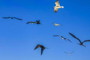 fregat fåglar flock flyga blå himmel bakgrund på holbox mexico. foto