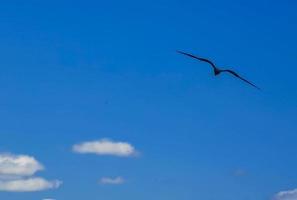 fregat fåglar flock flyga blå himmel bakgrund contoy island mexico. foto