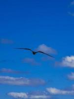 fregat fåglar flock flyga blå himmel bakgrund contoy island mexico. foto