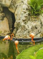 rosa flamingos i dammsjön i lyxresort i Mexiko. foto