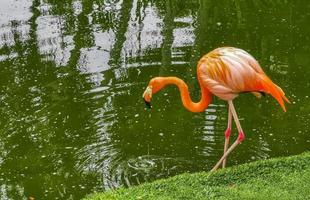 rosa flamingos i dammsjön i lyxresort i Mexiko. foto