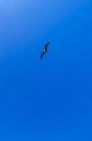 fregat fåglar flock flyga blå himmel bakgrund på holbox mexico. foto