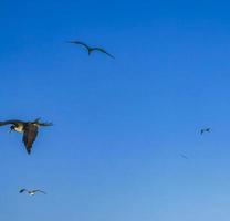 fregat fåglar flock flyga blå himmel bakgrund på holbox mexico. foto