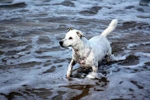 hund för en promenad i en stadspark vid Medelhavets stränder foto