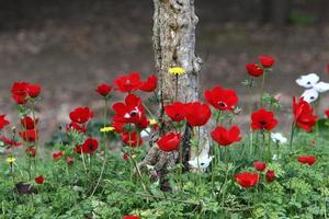 rödsippor blommar i en skogsglänta. foto