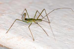 assassin bug nymf foto