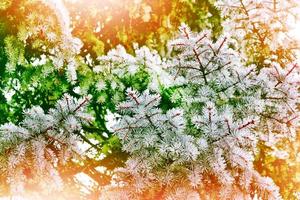 skog i frosten. vinterlandskap. snötäckta träd foto