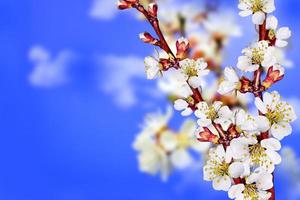 blommande gren av aprikos foto