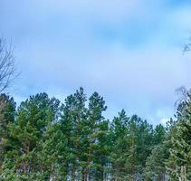 frusen vinterskog med snötäckta träd. foto