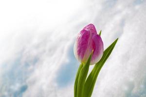 landskap. naturlig syn på tulpanblommor blommar i trädgården med grönt gräs. 8 mars foto