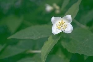 vit jasmin grenen fina vårblommor foto