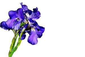 iris blommor isolerad på vit bakgrund foto