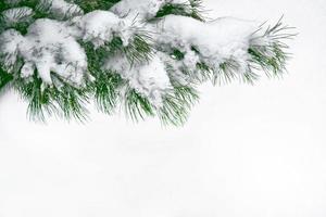 skog i frosten. vinterlandskap. snötäckta träd. foto