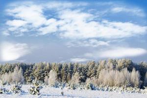 vinterlandskap. snötäckta träd foto