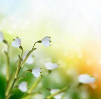 vårens landskap. blommor snödroppar foto