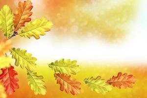 höstlandskap med ljusa färgglada löv. foto