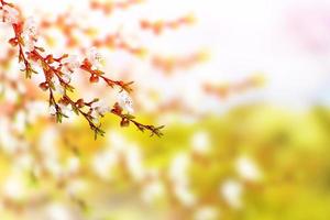 ljusa färgglada vårblommor foto