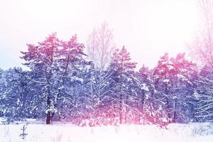 skog i frosten. vinterlandskap. snötäckta träd. foto