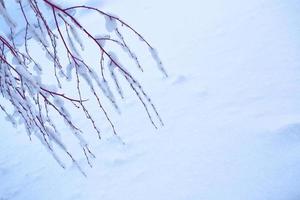 frusen vinterskog med snötäckta träd. foto