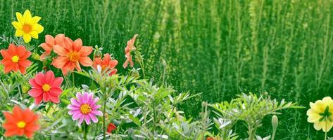 färgglada dahlia blommor på en bakgrund av höstlandskapet foto