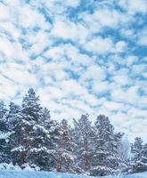 frusen vinterskog med snötäckta träd. foto