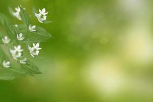 vit jasmin grenen fina vårblommor foto