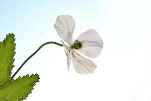 vårens landskap. vackra blommande vårblommor vallmo foto