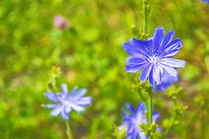 ljusa blommor cikoria foto