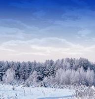 skog i frosten. vinterlandskap. snötäckta träd. foto