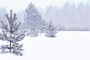 frusen vinterskog med snötäckta träd. foto