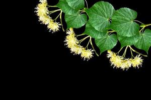 kvist av lindblommor isolerad på svart bakgrund. foto