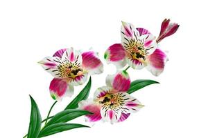 färgglada ljusa blommor alstroemeria på en vit bakgrund. foto