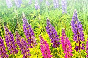 sommarlandskap med vackra ljusa lupinblommor foto